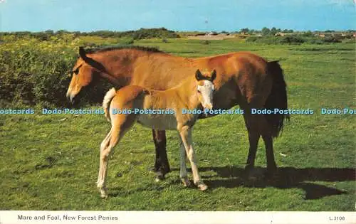 R528084 Stute und Fohlen New Forest Ponys E T W Dennis Photocolour 1968