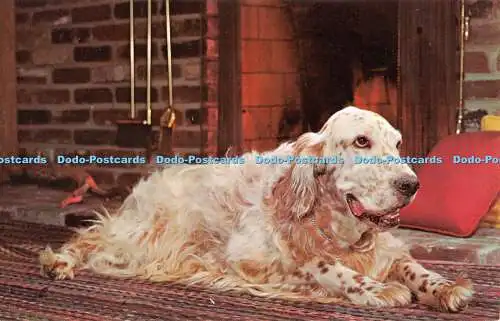 R528117 English Setter am Kamin Dexter Press Free Lance Photographers Gui