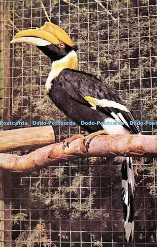 R528217 Colchester Zoo Indien Hornbill Fidelity Kreativdrucker