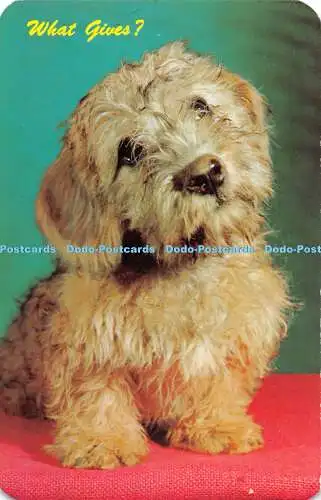 R528240 What Gives Dandie Dinmont Dexter Press Alan Felix