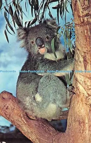 R528252 The Koala Murfett Publishers Plastichrome