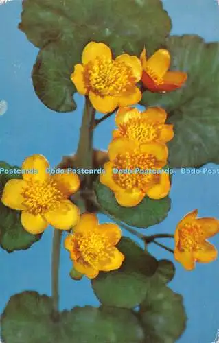 R528336 Caltha Palustris Linn Sumpf Ringelblume oder Gowslip Glas Modelle von Pflanzen B