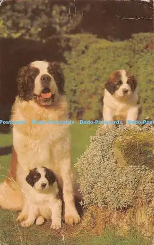 R528367 St Bernard J Salmon Cameracolour 1977