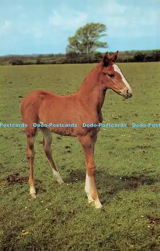 R528794 Pferd J Lachs Postkarte
