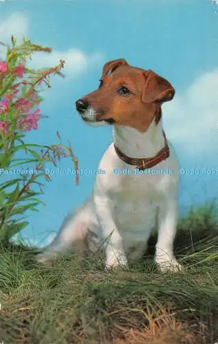 R528834 Jack Russell Terrier J Salmon 1973