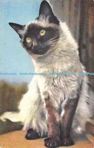 R528943 Katze Stehli Nr 176 Postkarte