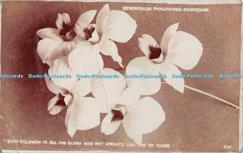 R530804 Dendrobium Phalenopsis Schrodare Auch Salomo in all seiner Pracht war kein