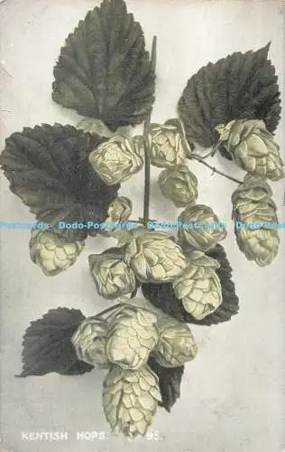 R529792 Kentish Hops British Production