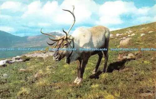R533353 Rentier in den Cairngorms