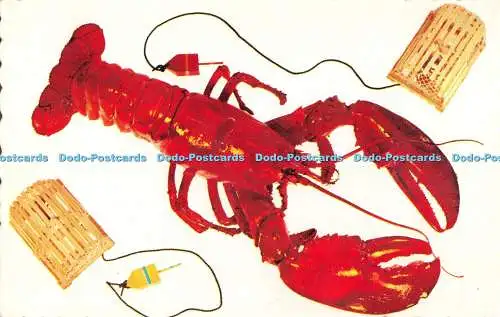 R535515 The Lobster is King Eastern Illustrating Dexter Press