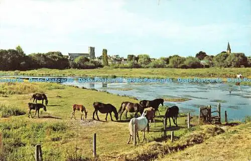 R533625 New Forest Ponys von Avon Christchurch PT2674