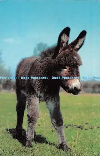 R535842 Eselbaby 1970