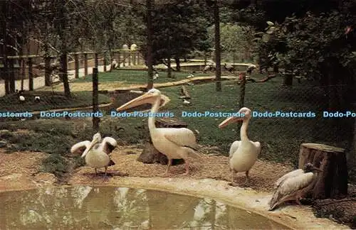 R533984 Pelicans Birdworld Holt Pound near Farnham Surrey Ryman Dowdeswell Guild