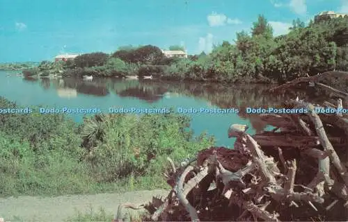R536995 Bermuda Natur Einstellung für Bermuda Treibholz bei Point Shares Pembroke Ev