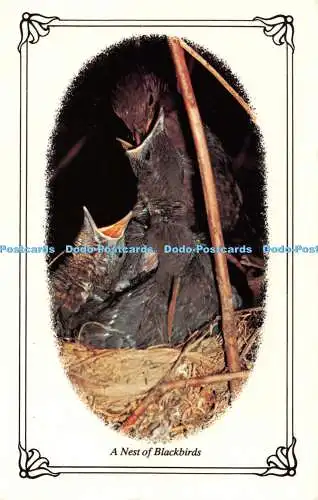 R540776 A Nest of Blackbirds Photo Precision Colourmaster International