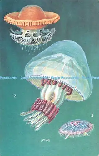 R542186 British Museum Non Venomous Jellyfish G W Dalby