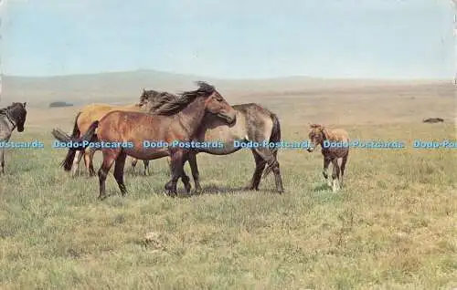 R541345 Dartmoor Ponys 1963 PT1357