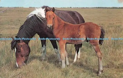 R541346 Dartmoor Pony und Fohlen WHS 441 Nationalpark Dartmoor A W Besley Plas