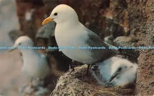 R544956 Scilly Kittiwakes in the Colony at St Helens F E Gibson Natural Colour S