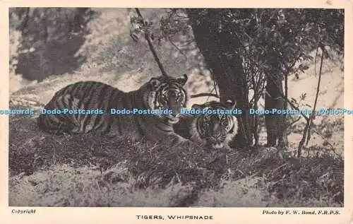 R549233 Whipsnade Tiger F W Bond The Property of the Zoological Society of Londo