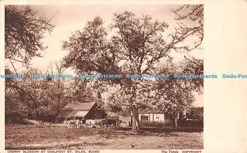 R545387 Bucks Cherry Blossom at Chalfont St Giles Photochrom The Times Spring Bl