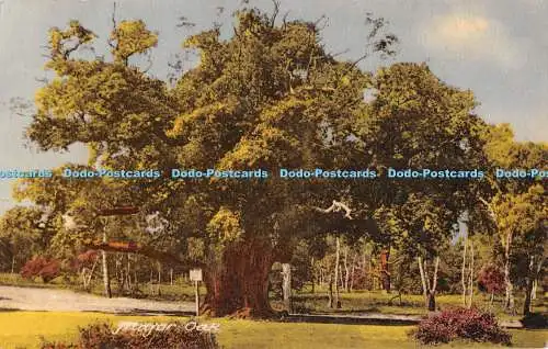 R543491 Major Oak