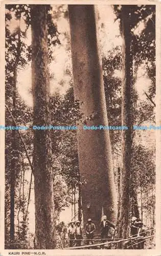 R546418 Kauri Pine N C R 1914