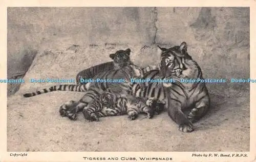 R550391 Tigress and Cubs Whipsnade F W Bond Whipsnade Park Dunstable Zoological