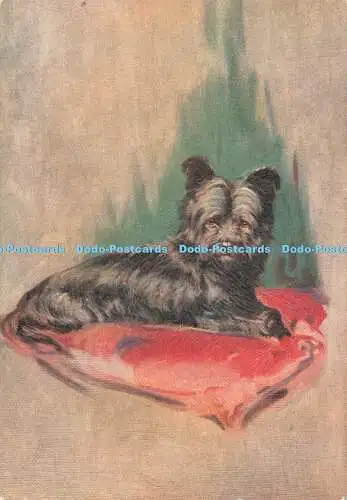 R544109 Skye Terrier Hunderasse schottischer Herkunft Hund Nr 26 einer Serie von 30 De