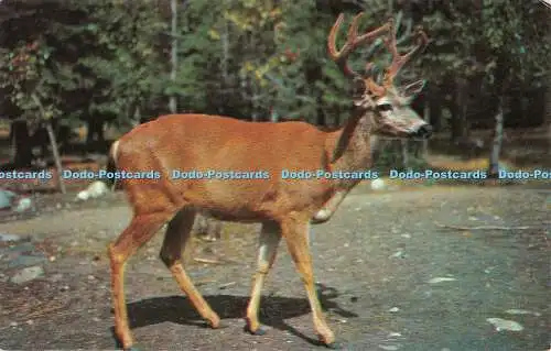 R551900 Grüße aus Rhinebeck N Y Nr 21 Ten Pointer stattlicher Bock Walt Dyke De