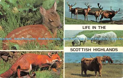 R552148 Life in Scottish Highlands Colourmaster International Precision 1977 Mul
