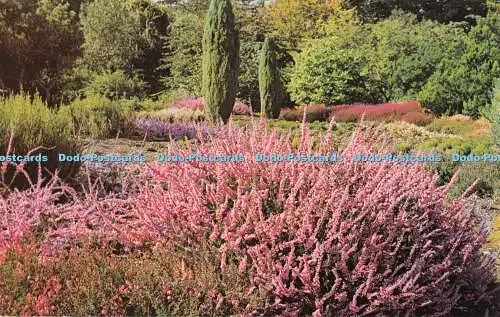 R552400 R H S Gardens Wisley Heath Garden with Calluna Peter Sparkes in forgrou