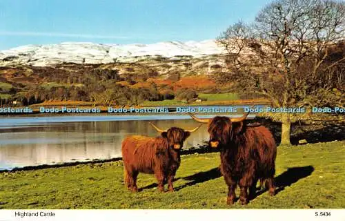 R554699 Highland Cattle E T W Dennis