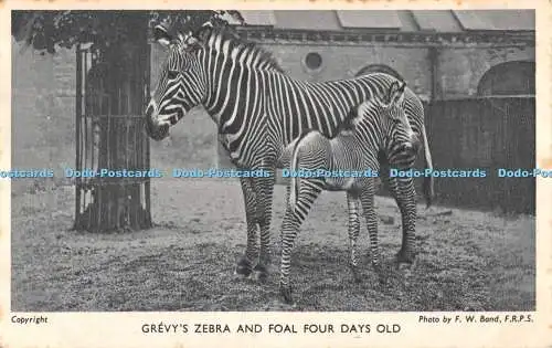 R553032 Grevy Zebra and Foal Four Days Old F W Bond From the Gardens of the Zool