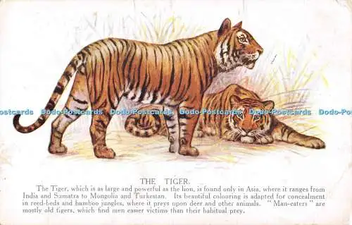 R555112 Tiger Natural History Series No 556 Set No 1 A M Davis