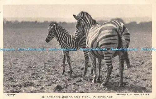 R553240 Chapman Zebra and Foal Whipsnade F W Bond The Property of the Zoological