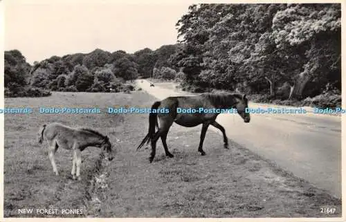 R553262 New Forest Ponys J Salmon RP 1957