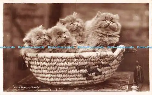 R553351 Persian Kittens Walter Scott RP