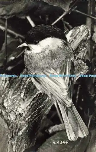 R557018 Willow Tit Valentine John Markham F R P S RP