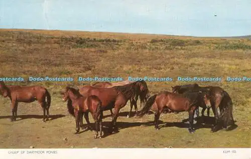 R555731 Gruppe Dartmoor Ponys Jarrold Cotman Farbe