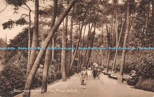 R555768 Bournemouth The Pine Walk F Frith No 72698