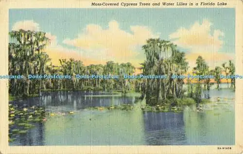 R556072 Moosbedeckte Zypressen und Seerosen in einem Florida Lake C T Art Co