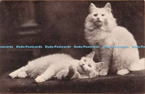 R554314 Cats M T Sheahan Boston Mass Cat Postals