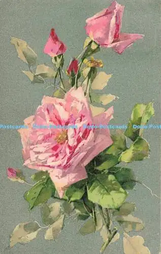 R557904 Pink Rose Stewart and Woolf Series No 458 1906