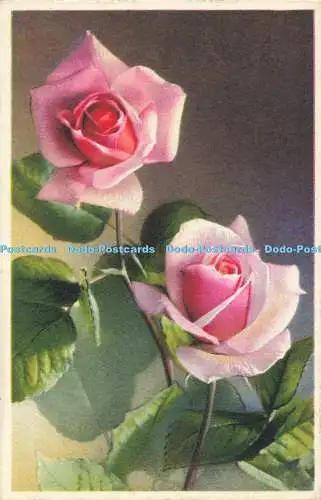 R557905 Rosa Rosen Nr 3598