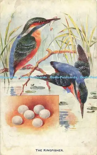 R557938 The Kingfisher British Birds and Their Eggs Tuck Aquarette 9218