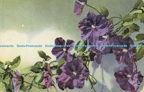 R559342 Purple Flowers Photochromie Nenke and Ostermaier Blumenk Sere Z No 694