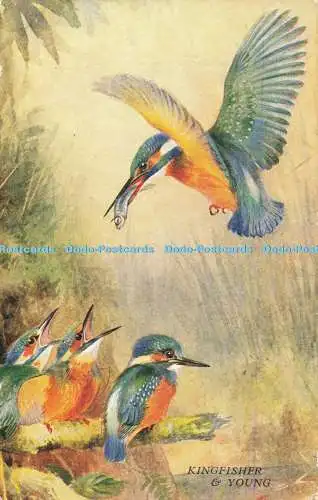 R558082 Kingfisher and Young British Birds Series No 89 Birds in Flight W P Pycr