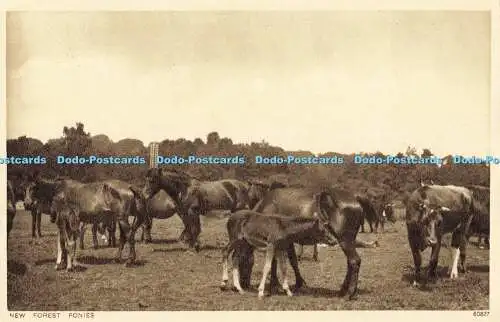 R558105 New Forest Ponys 60827 Photochrom