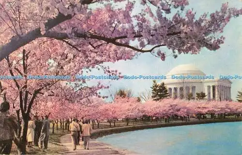 R559527 Washington Cherry Blossom Time Thomas Jefferson Memorial Capsco Großhandel